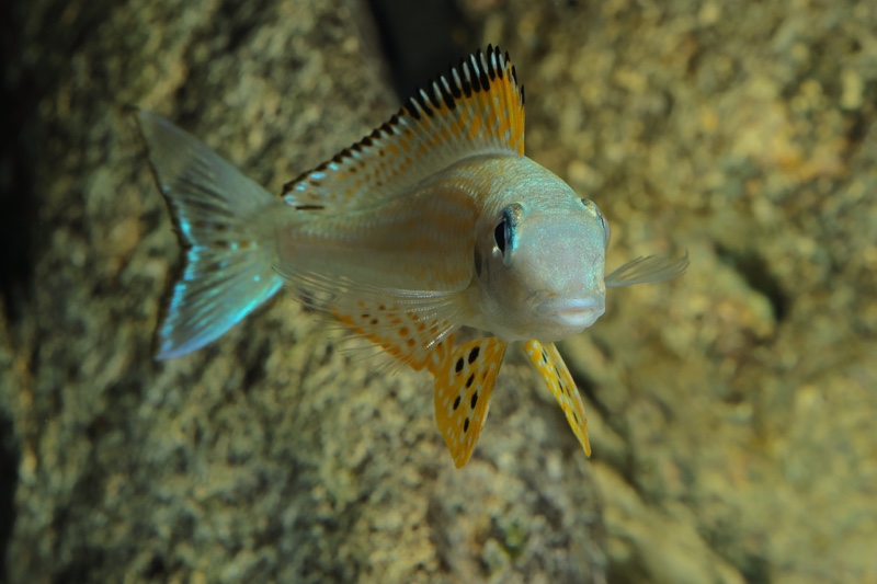 Xenotilapia papilio 'Kanoni'